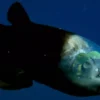 Barreleye Fish, Ikan Tembus Pandang yang Menghuni Laut Dalam, Ini Penampakannya