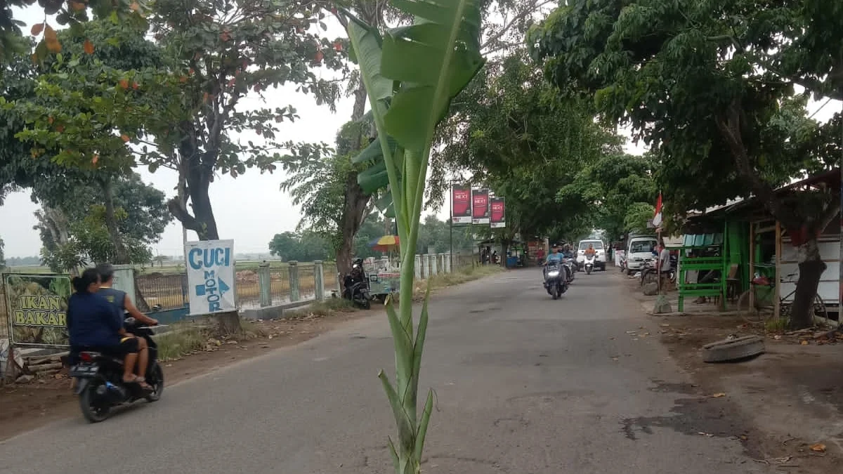 Jalan Cilamaya-Cikampek