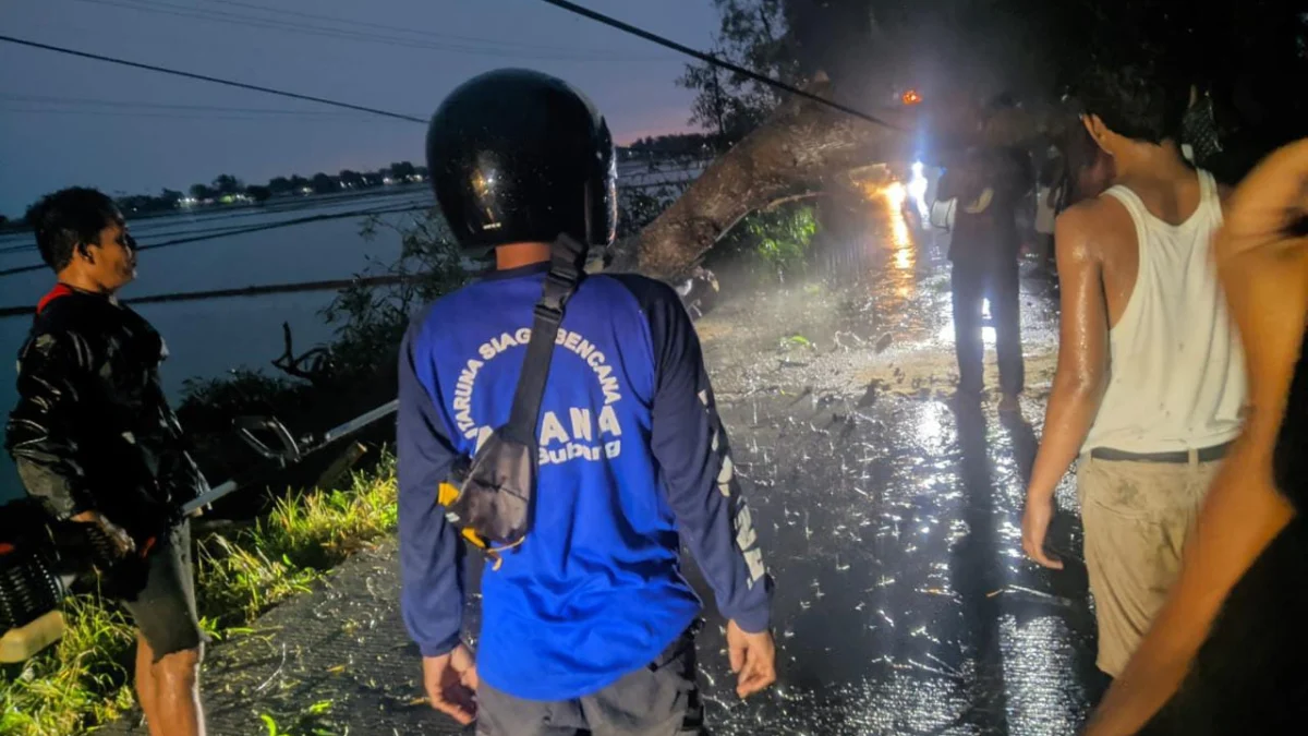 Akibat Hujan Disertai Angin Kencang Sejumlah Pohon Tumbang di Pantura