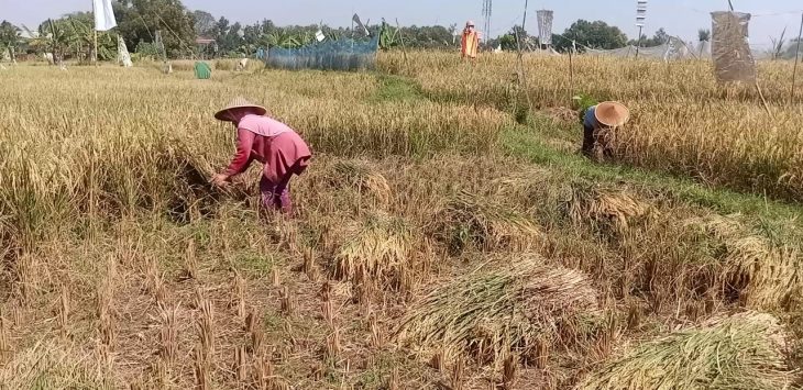 Siapkan Regulasi Pembebasan PBB, Dinas Pertanian Karawang Pertahankan 87.253 Hektare Lahan Pertanian