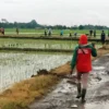 Warga Swadaya Perbaiki Jalan, Padahal Sudah Diusulkan Lewat Musren