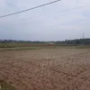 Realisasi Luas Tanam Padi 43.028 Hektare