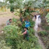 TNI Bareng Warga Kerja Bakti Cegah Banjir di Pantura