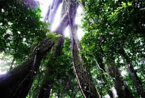 Kawang Burung, Hutang Penuh Larangan Paling Angker Di Gunung Ciremai