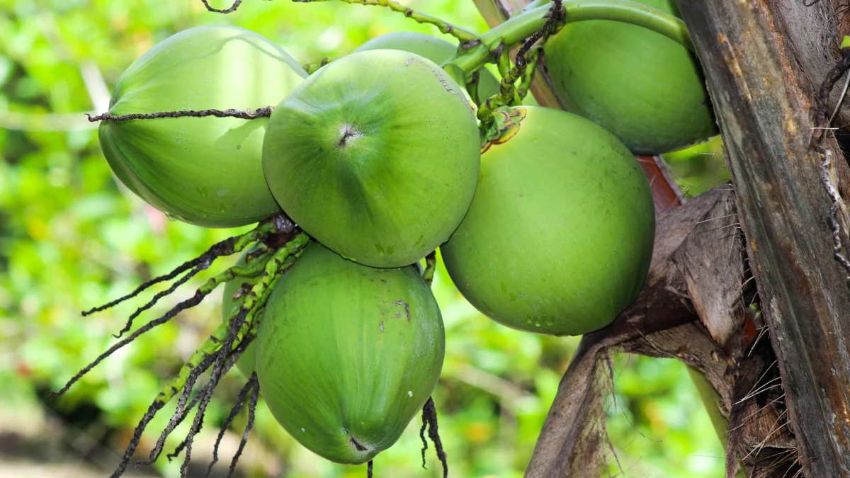 Selain dapat membantu mencegah atau mengobati dehidrasi, ternyata Ini Manfaat Air Kelapa untuk Kesehatan tubuh manusia.