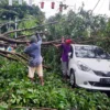 Dahan Pohon Tumbang Timpa Mobil di Purwakarta