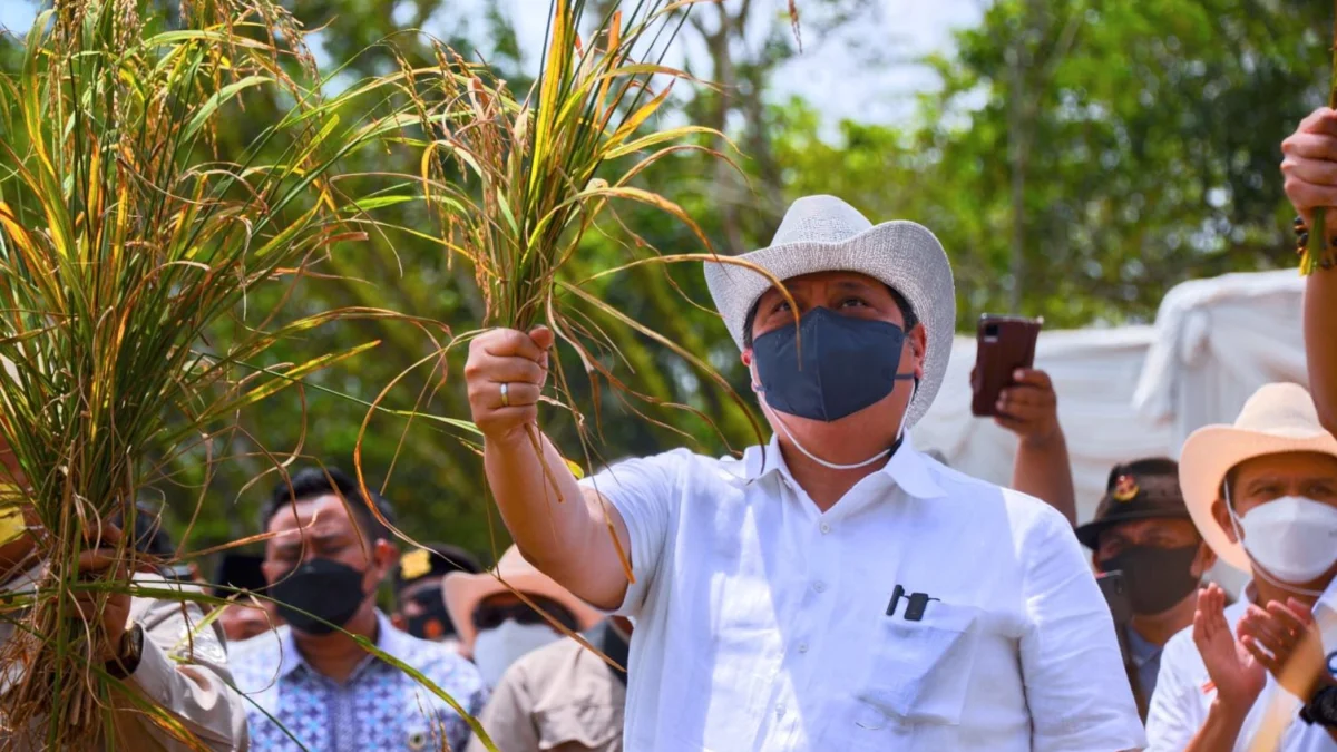 Menko Airlangga Tinjau Budidaya Padi Gogo di Tulang Bawang Barat