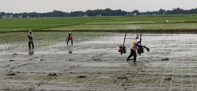 PERTANIAN: Aktivitas pertanian di Kabupaten Karawang. Petani menolak usulan DPR soal pengurangan subsidi pupuk. USEP SAEPULOH/PASUNDAN EKSPRES