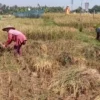 ILUSTRASI: Petani Karawang panen padi yang didukung dengan penggunaan pupuk subsidi pemerintah. USEP SAEPULOH/PASUNDAN EKSPRES