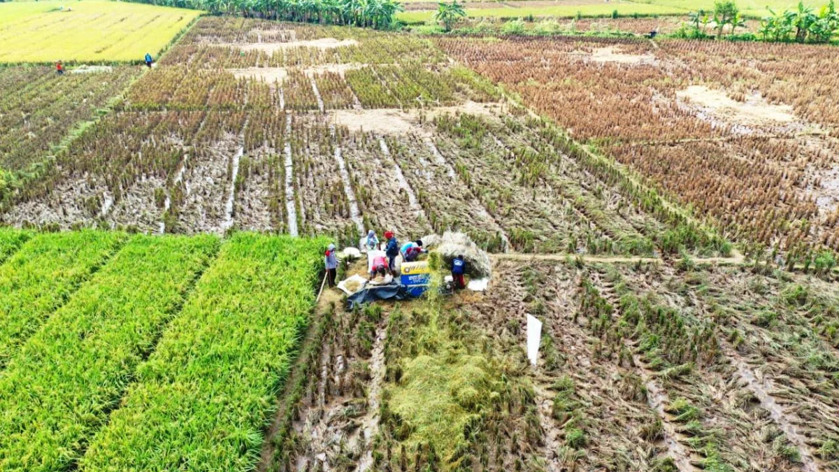 Ketua DPRD Narca Sukanda Pertanyakan Realisasi Asuransi Tani, Dinas Pertanian: Jasindo Belum Buka Pendaftaran