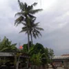 Warga Karawang Laporkan Dua Pohon ke Polisi, Ini Alasannya