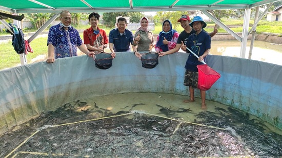 PANEN PERDANA: Pembudidaya Ikan Milenial di Cijengkol berhasil memanen komoditas ikan lele untuk pertama kalinya. FOTO: DOK. PASUNDAN EKSPRES