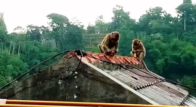 CARI MAKANAN: Kawanan monyet liar menyerbu pemukiman warga untuk mencari makanan. Aksi bintang yang mulai hilang habitat makanannya akibat alih fungsi lahan itu membuat warga resah, sehingga rawan terjadi konflik dengan warga. EKO SETIONO/PASUNDAN EKSPRES