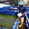 PETANI IKAN MILENIAL: Petani milenial, Oky Saputra memberikan pakan ternak ikan lele yang dibudidayakan di kolam bioflok di Rancaekek, Kabupaten Bandung, Jawa Barat. IST