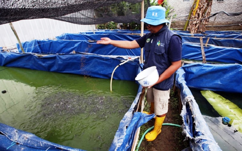 PETANI IKAN MILENIAL: Petani milenial, Oky Saputra memberikan pakan ternak ikan lele yang dibudidayakan di kolam bioflok di Rancaekek, Kabupaten Bandung, Jawa Barat. IST