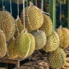 Inilah 5 Manfaat Buah Durian Untuk Kesehatan