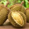 Inilah 4 Manfaat Buah Durian Untuk Kesehatan