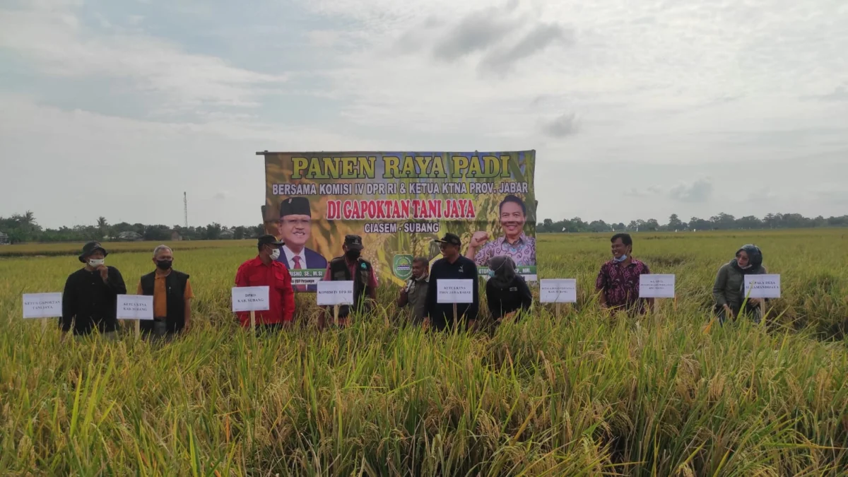 Panen Raya di Subang, Harga Gabah Malah Rendah