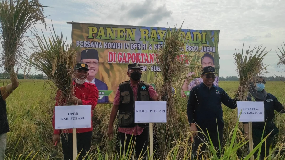 Harga Gabah di Subang Rendah Saat Panen Raya, Seharusnya Minimal Rp4.500 Per Kg