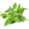 daun kemangi