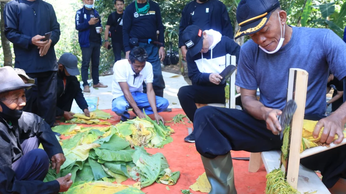 Pemkab Subang Terima Dana DBHCHT Rp 5 M, Disalurkan untuk Apa?