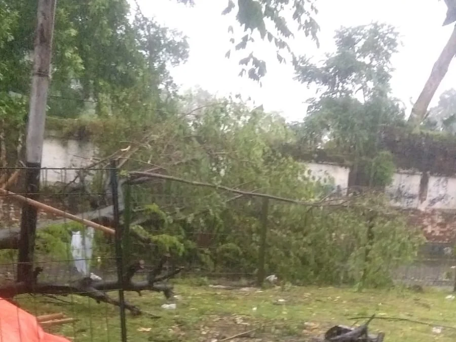 Akibat Hujan Deras dan Angin Kencang Sejumlah Pohon di Cimerta Subang Runtuh