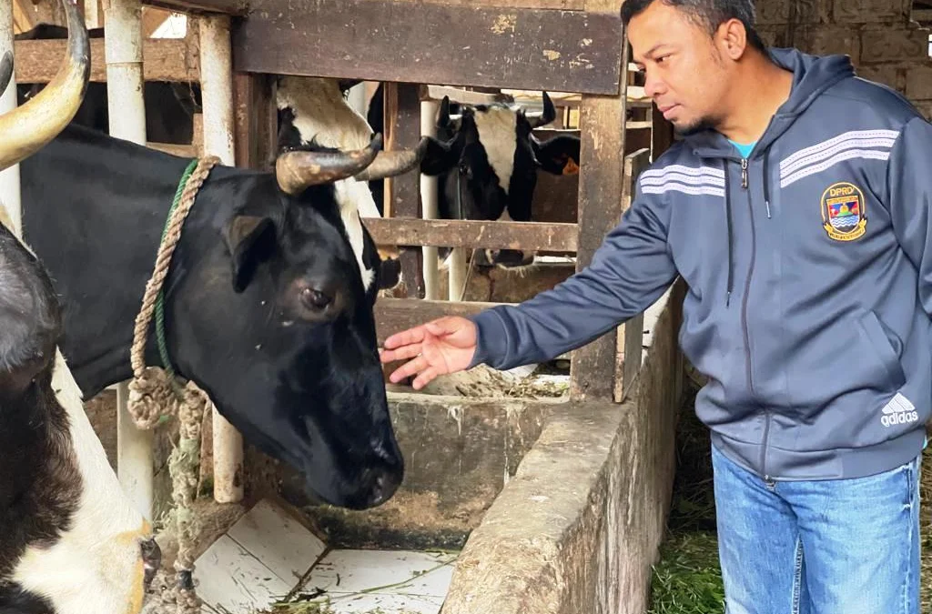 MENINJAU: Anggota Komiisi II DPRD KBB Yana Rodiana meninjau hewan ternak sapi perah. Sebanyak 21.000 ekor sapi perah di Lembang Bandung Barat rawan terpapar Penyakit Kuku dan Mulut (PMK). EKO SETIONO/PASUNDAN EKSPRES