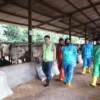 sidak petrnakan sapi di subang