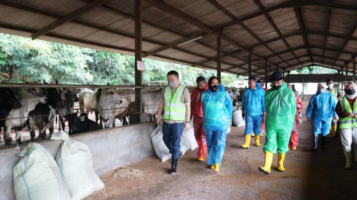 sidak petrnakan sapi di subang