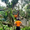 Penanganan Pohon Tumbang Tak Selesai Sehari