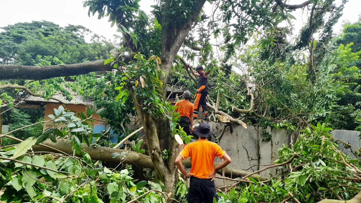 Penanganan Pohon Tumbang Tak Selesai Sehari