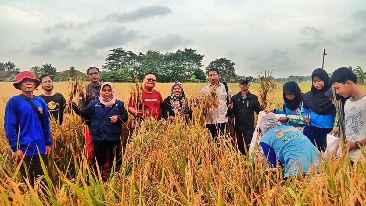 Petani di Subang Sudah Selesai Panen