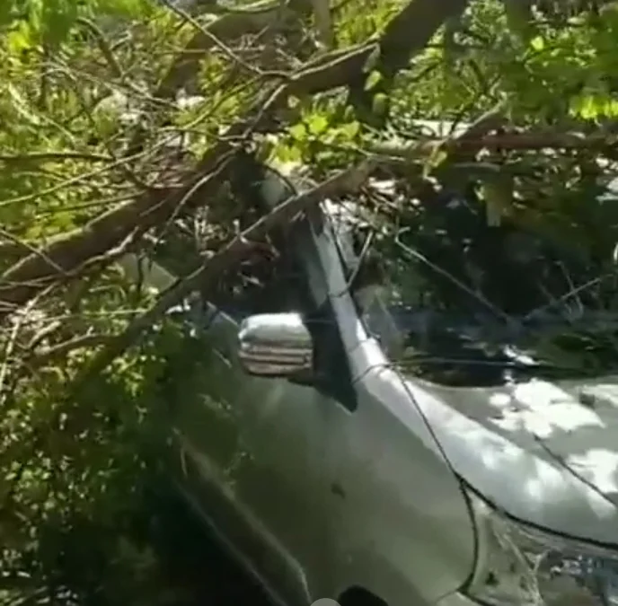 Bruk! Tiba-tiba Pohon di Sekitar Lapang Bintang Tumbang Timpa Mobil di Sekitarnya, Padahal Tidak Ada Angin atau Hujan