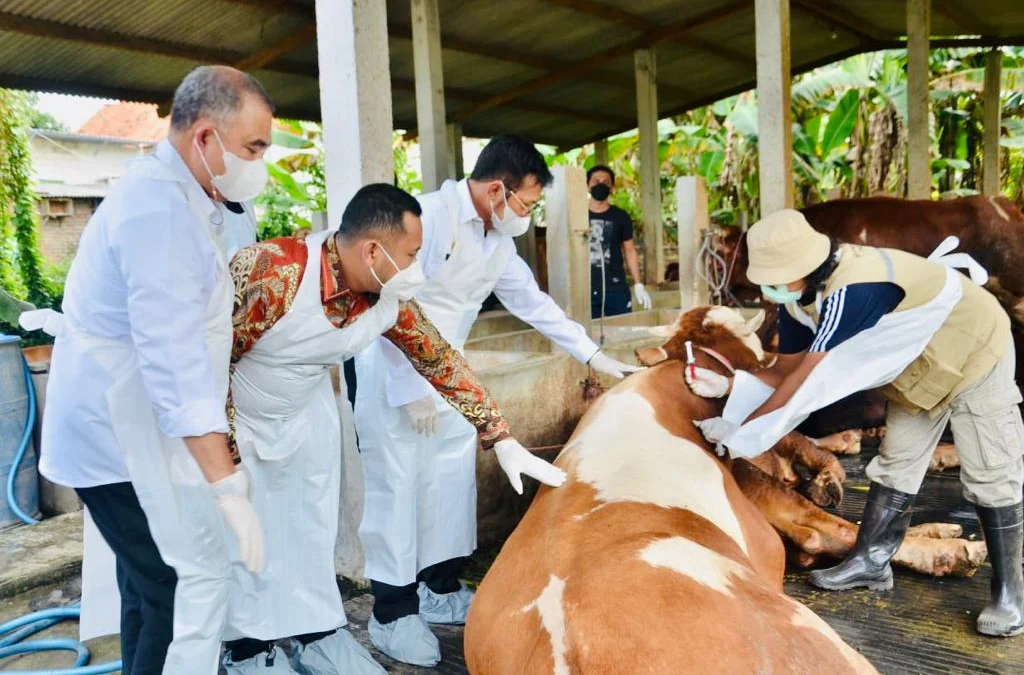 Mentan Jelaskan Kondisi Penyakit Mulut dan Kuku Hewan Ternak