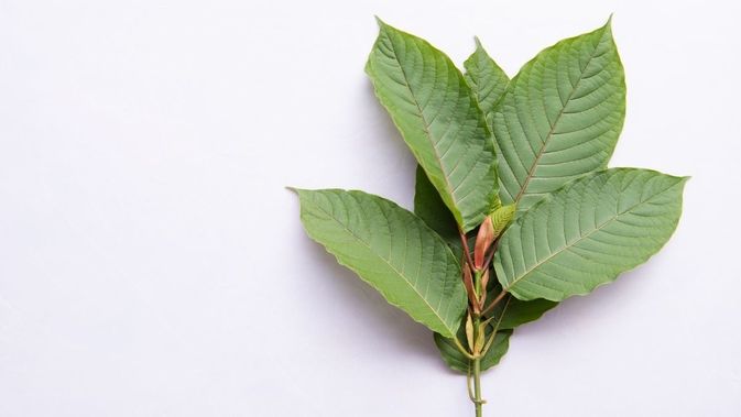 Kratom Masuk pada Narkotika Golongan 1, Kepala BNN: Masih Proses