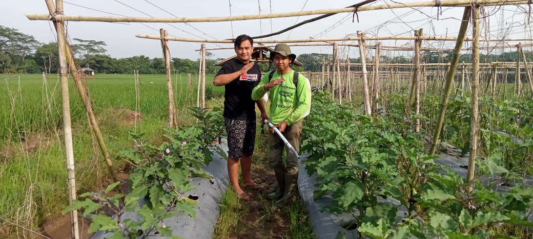 Petani Milenial Tanam Terong Ungu