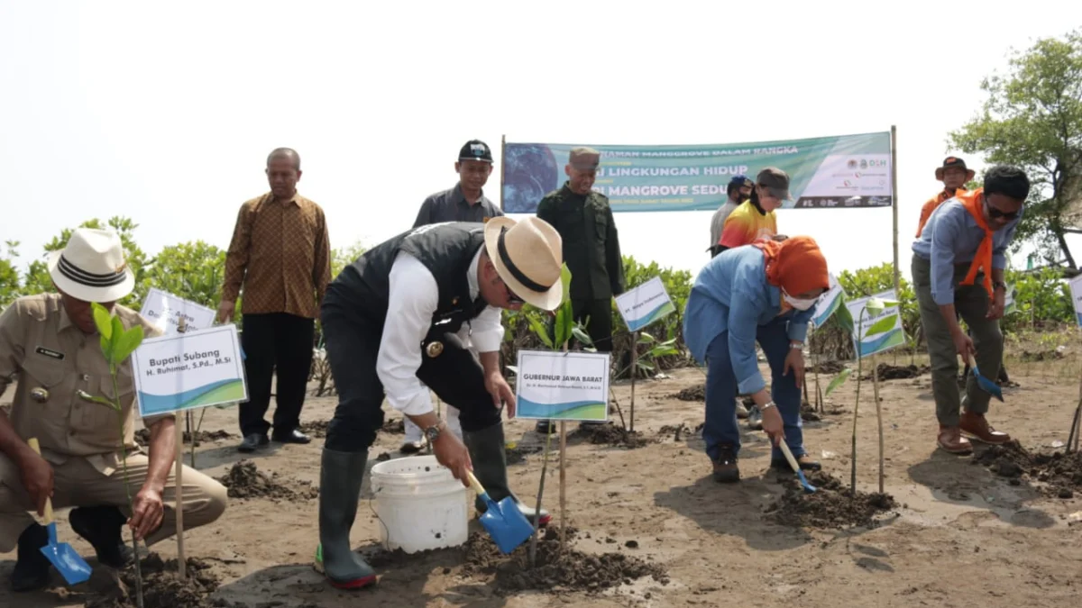 90 Persen Ekosistem Mangrove di Pantai Utara Jawa Barat Rusak, Ridwan Kamil Ajak Semua Pihak Lakukan Aksi Nyata