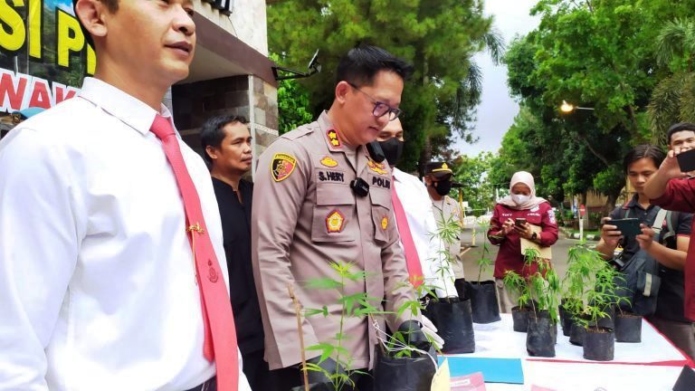 Nekat! Warga Tanam Ganja Depan Kantor Polisi, Pelaku Terancam Penjara Seumur Hidup