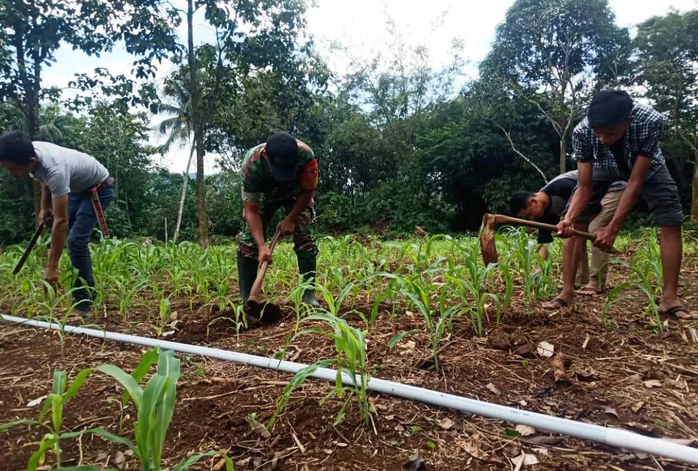 Personel Kodim 0619/Purwakarta Aplikasikan Program TMMD Ke-113 Mengenai Ketahanan Pangan, Mencangkul Lahan Tidur Menjadi Lahan Produktif Bersama Warga