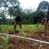 IRRI: Misinformasi Penghargaan untuk RI Tak Perlu Diperlebar