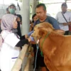 230  Ekor Sapi di Karawang Terjangkit PMK