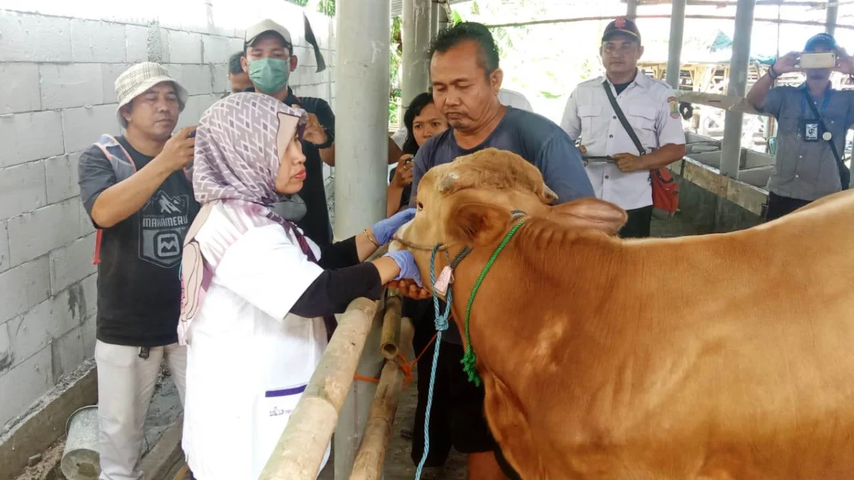 230  Ekor Sapi di Karawang Terjangkit PMK