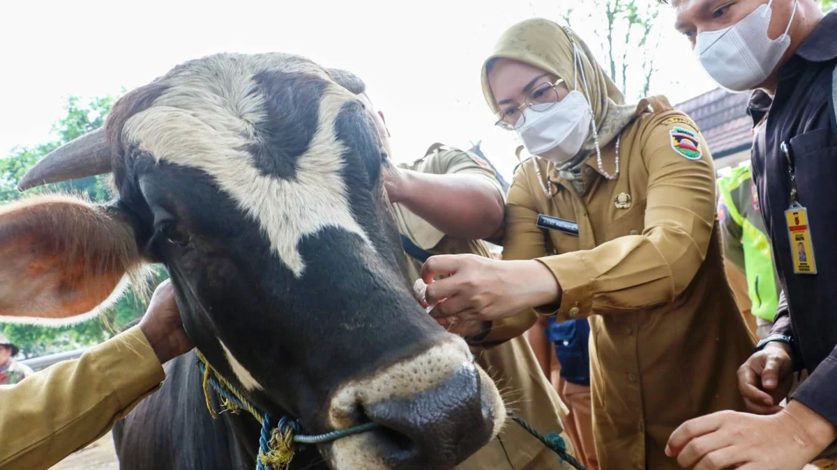 Nihil Hewan Penyakit Mulut dan Kuku, Petugas Pemeriksa Hewan Kurban Disebar