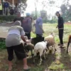 Warga Subang Lebih Pilih Kambing Dibanding Sapi untuk Kurban, Ini Alasannya