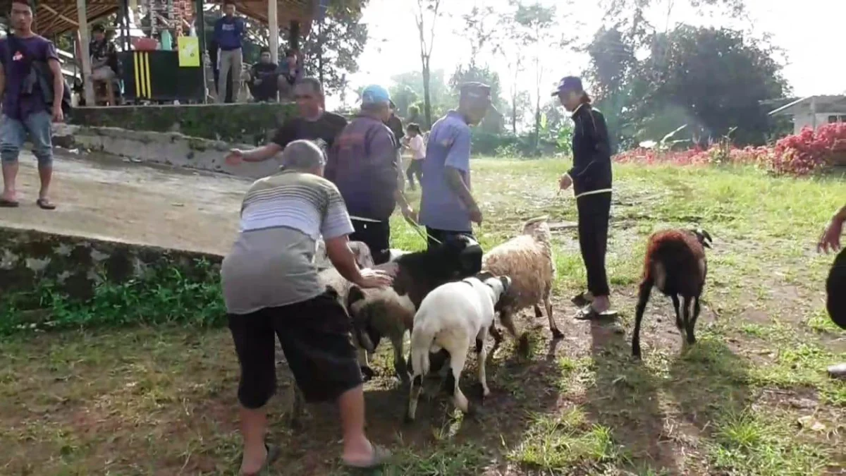 Warga Subang Lebih Pilih Kambing Dibanding Sapi untuk Kurban, Ini Alasannya