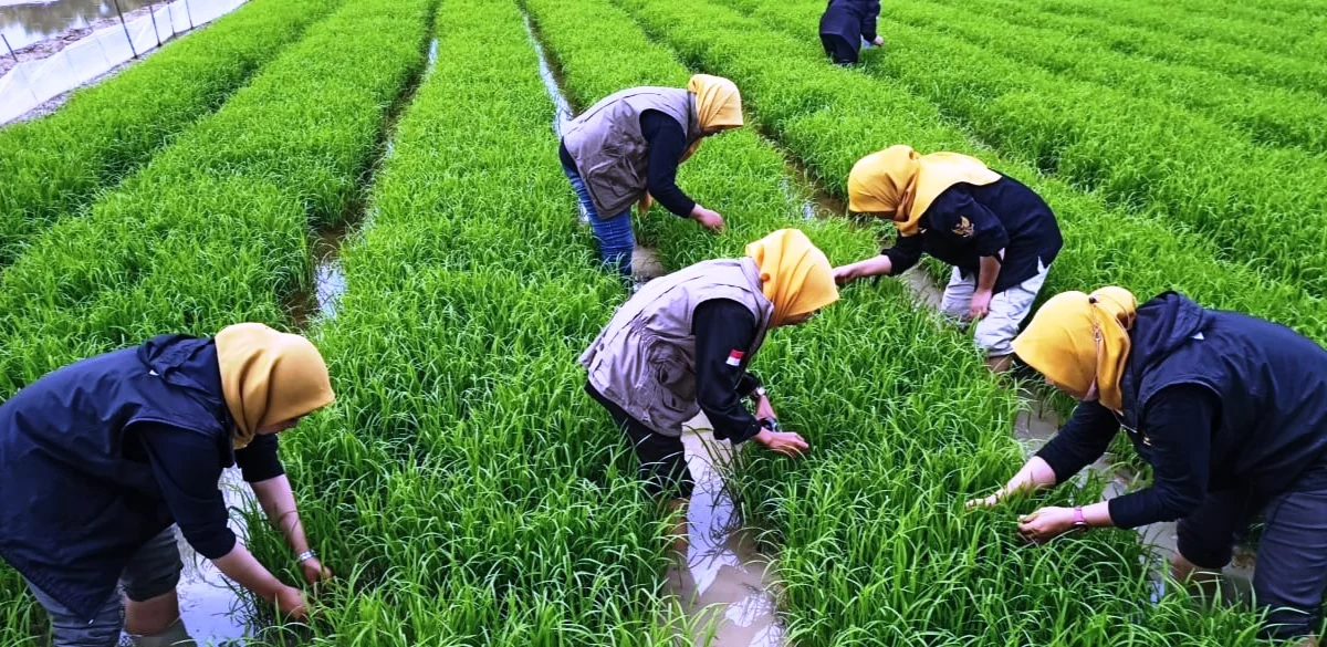 Tekan Serangan Organisme Pengganggu Tumbuhan