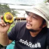 Cara Menanam Alpukat Cipedak, Buah Manis yang Diburu Karena Ini.. (MASAK POHON: Ahmad Fahrizal menunjukkan alpukat cipedak yang baru saja dipanen. Buah ini rasanya gurih seperti mentega dan teksturnya juga lembut. (Ahmad Fahrizal untuk Jawa Pos)