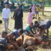 Hari Raya Idul Adha di Yonif 312/KH Berjalan Lancar, Kurban 2 Sapi dan 4 Kambing