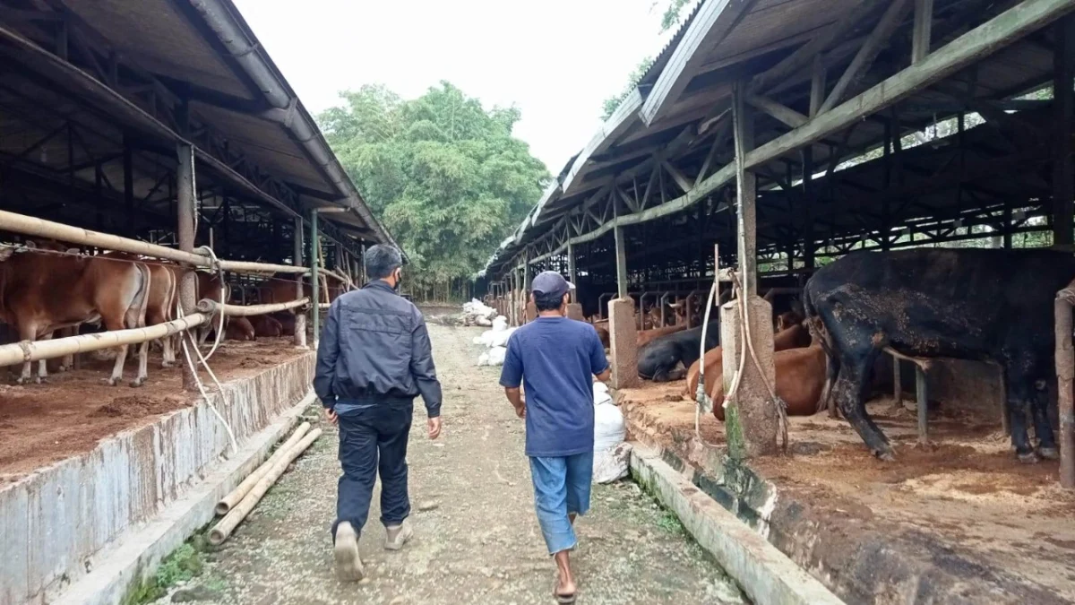 Jelang Idul Adha, Ketua MUI Purwakarta Imbau Masyarakat Teliti dalam Memilih Hewan Kurban