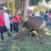 Muhammadiyah Pagaden Gelar Sholat Idul Adha, Potong 4 Sapi dan 16 Kambing